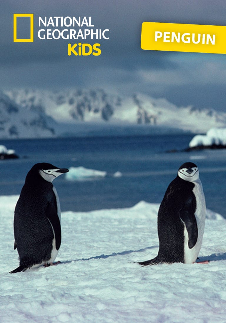 National Geographic Kids: Penguin Tonie